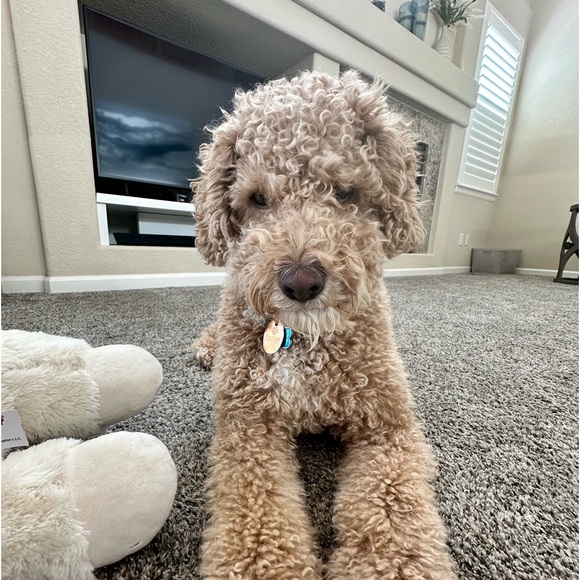 Meet your Posher!!! Like my other flyer too!!!! - Picture 11 of 14